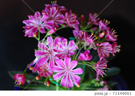 レウィシア レウィシア 71349001