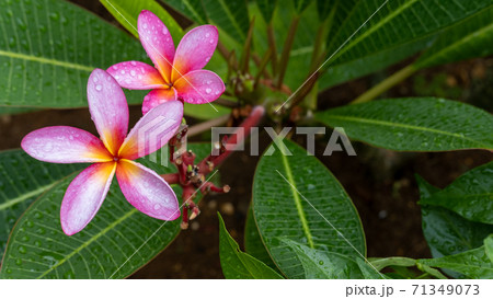 ピンクのプルメリア フランジパニ の花 沖縄 の写真素材