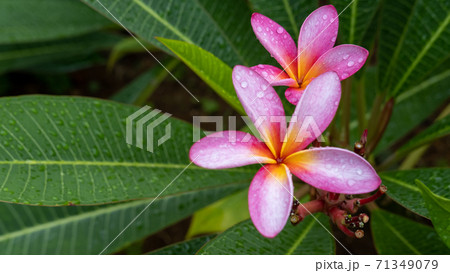ピンクのプルメリア フランジパニ の花 沖縄 の写真素材 ピンクのプルメリア フランジパニ の花 沖縄 の写真素材