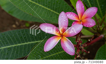 ピンクのプルメリア フランジパニ の花 沖縄 の写真素材