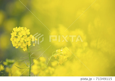 3月に江戸川土手の菜の花ロードで一面満開に咲き誇る菜の花 71349115