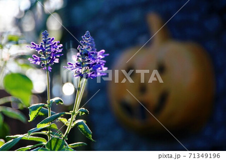 ハロウィンの飾りつけ ハロウィンの飾りつけ 71349196