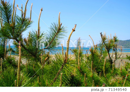 虹の松原 71349540