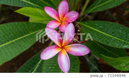 ピンクのプルメリアの花 沖縄 の写真素材