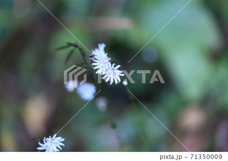 キッコウハグマ（亀甲白熊）の花 71350009