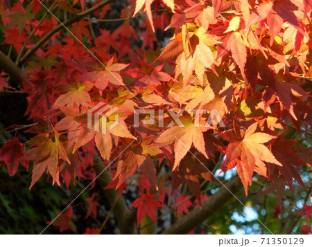 紅葉③ 紅葉③ 71350129