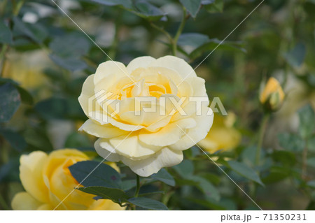 桃色薔薇の花。秋に咲く薔薇。 桃色薔薇の花。秋に咲く薔薇。 71350231