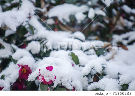 山茶花に雪積る冬景色 山茶花に雪積る冬景色 71350238
