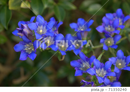 リンドウ7 71350240