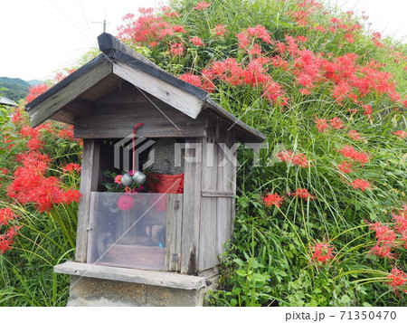 彼岸花に囲まれた道端のお地蔵様 71350470