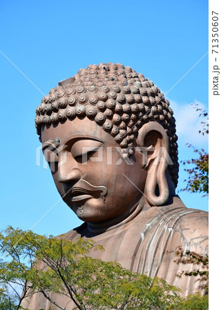 聚楽園大仏と紅葉 71350607