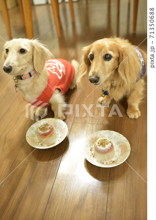 仲良く並んで待てをする犬 71350688