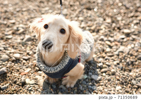 こちらを見つめる犬 71350689