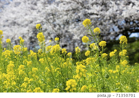 幸手権現堂堤の満開に咲き誇る桜ソメイヨシノと菜の花の共演 幸手権現堂堤の満開に咲き誇る桜ソメイヨシノと菜の花の共演 71350701
