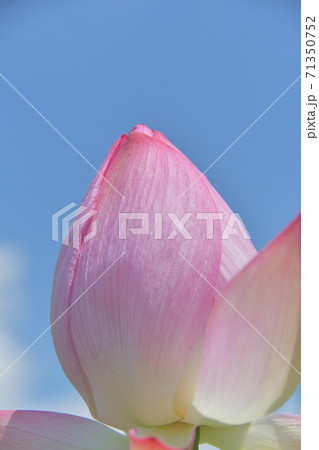 蓮の花のつぼみと青空 蓮の花のつぼみと青空 71350752