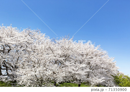 幸手権現堂堤の満開に咲き誇る桜ソメイヨシノ 71350900