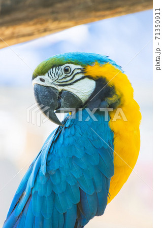 Close up Bird Blue-and-yellow macaw 71350911