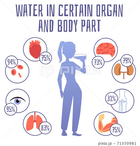 Water in certain organ and body part infographic banner flat vector illustration. 71350981