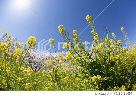 幸手権現堂堤の満開に咲き誇る桜ソメイヨシノと菜の花の共演 幸手権現堂堤の満開に咲き誇る桜ソメイヨシノと菜の花の共演 71351004