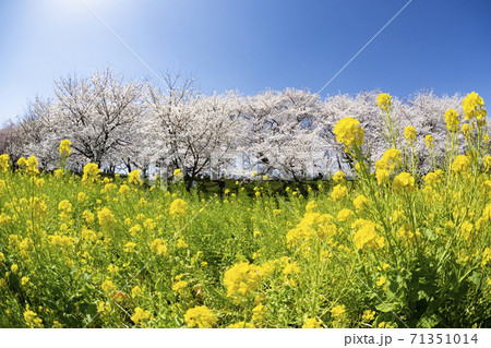 幸手権現堂堤の満開に咲き誇る桜ソメイヨシノと菜の花の共演 71351014