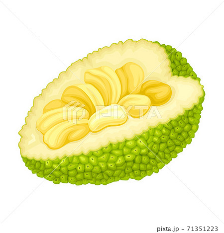 Ripe Jackfruit With Green Pimpled Shell And のイラスト素材