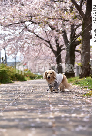 ダックスと桜 71351362