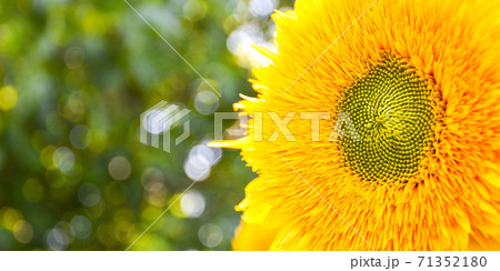 Sunflowers are blooming in a field at early fall sunlight, Beautiful sunflowers in garden with sunbeams, summer outdoor nature background 71352180