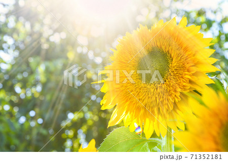 Sunflowers are blooming in a field at early fall sunlight, Beautiful sunflowers in garden with sunbeams, summer outdoor nature background Sunflowers are blooming in a field at early fall sunlight, Beautiful sunflowers in garden with sunbeams, summer outdoor nature background 71352181