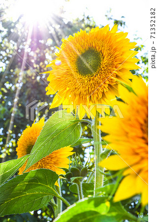 Sunflowers are blooming in a field at early fall sunlight, Beautiful sunflowers in garden with sunbeams, summer outdoor nature background 71352182