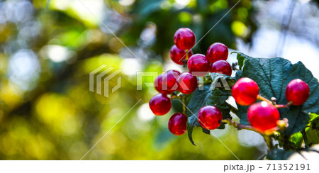 Red currant in the garden. Selective focus. Plitvice Lakes National Park. Copy space Red currant in the garden. Selective focus. Plitvice Lakes National Park. Copy space 71352191
