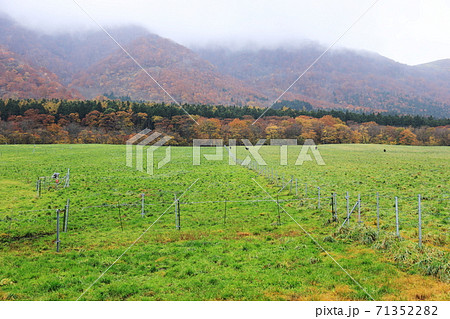 宮城鬼首の秋　紅葉と牧場の風景 71352282