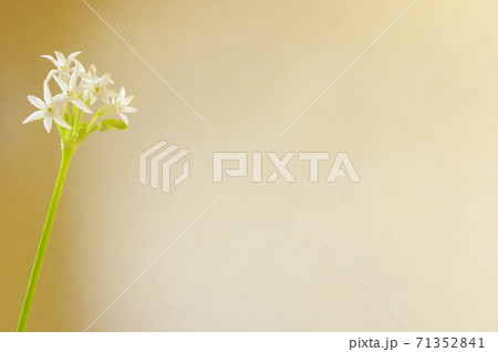 ツルバキア フラグランス 71352841