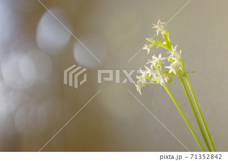 ツルバキア フラグランス 71352842