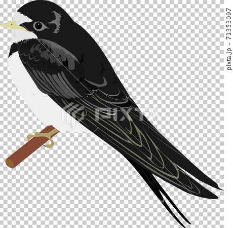 Black swallow. Cartoon bird isolated on white - Stock Illustration  [71353097] - PIXTA