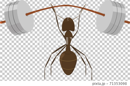 little ant raises barbell 71353098
