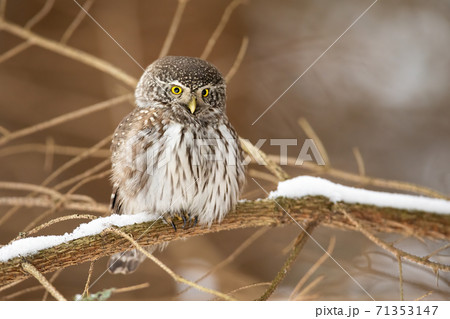 Eurasian pygmy owl sitting on branch in winter nature 71353147