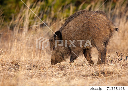 Wild boar digging with snout on dry meadow in autumn nature. 71353148
