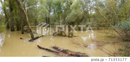Flooded riparian forest with tree trunks floating on high water 71353177