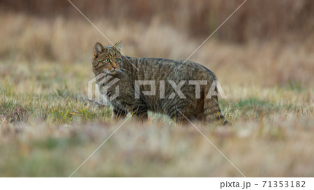 European wildcat standing on field in autumn nature 71353182