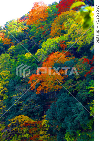 京都市右京区の桂川沿いの紅葉風景、京都、桂川、秋【11月】 京都市右京区の桂川沿いの紅葉風景、京都、桂川、秋【11月】 71353597