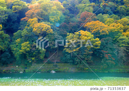 京都市右京区の桂川沿いの紅葉風景、京都、桂川、秋【11月】 京都市右京区の桂川沿いの紅葉風景、京都、桂川、秋【11月】 71353637
