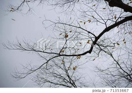 紅葉 秋 落葉 71353667