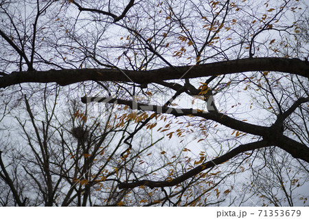 紅葉 秋 木の枝 71353679