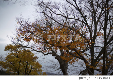 紅葉 秋 木の枝 71353683