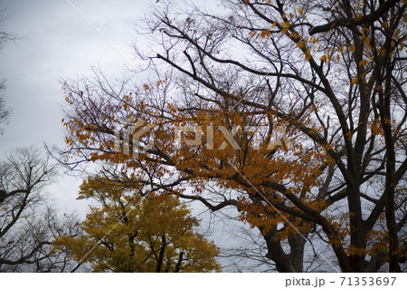 紅葉 秋 木の枝 71353697