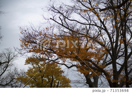 紅葉 秋 木の枝 71353698