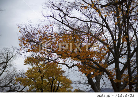 紅葉 秋 木の枝 71353702