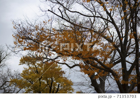 紅葉 秋 木の枝 71353703