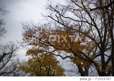 紅葉 秋 木の枝 71353707