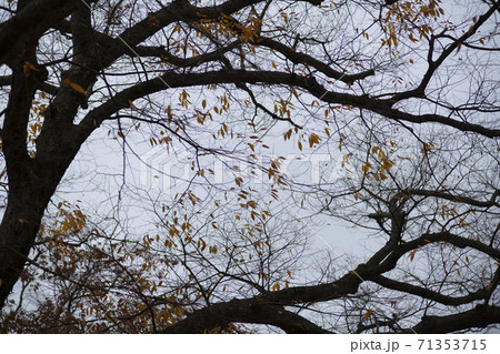 紅葉 秋 木の枝 71353715